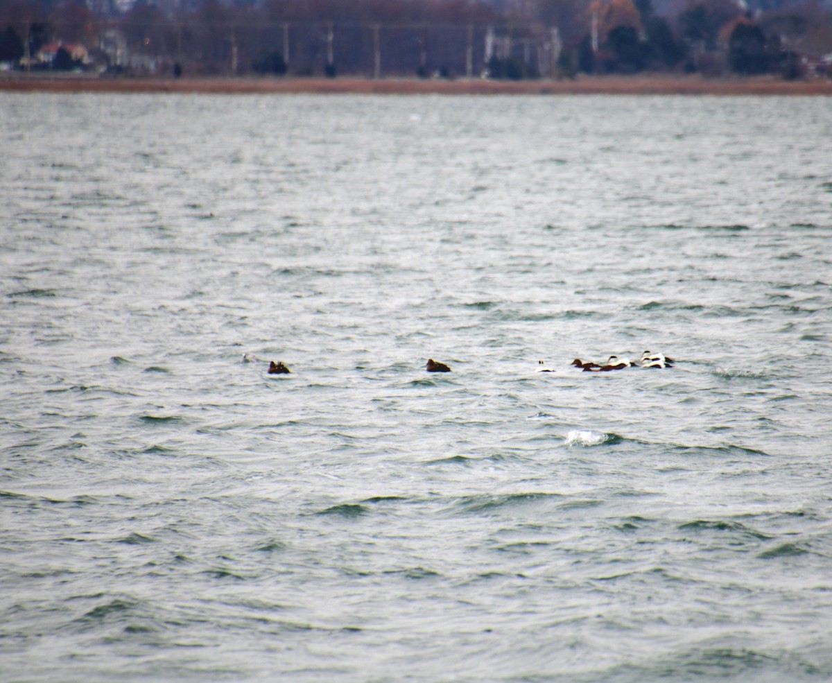 Pufla (dresseri) - ML645921877