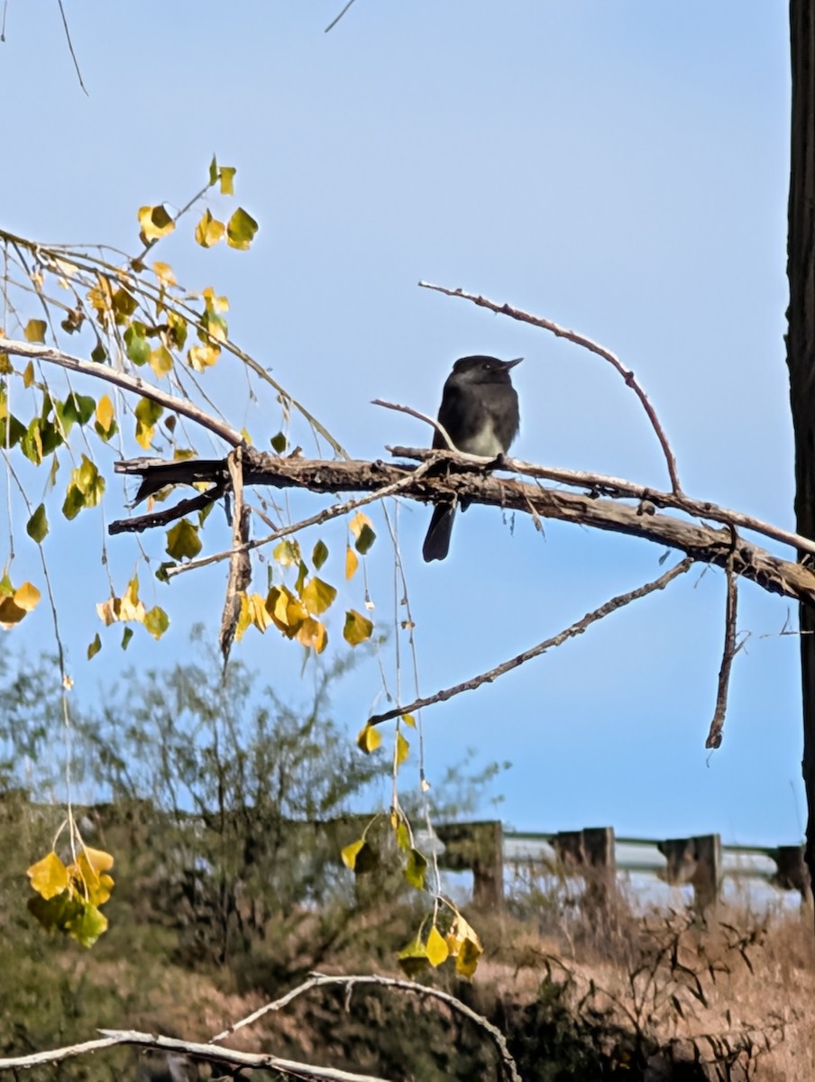 Kara Fibi - ML645921878