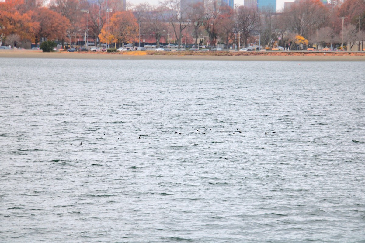 Ak Yanaklı Ördek - ML645921879