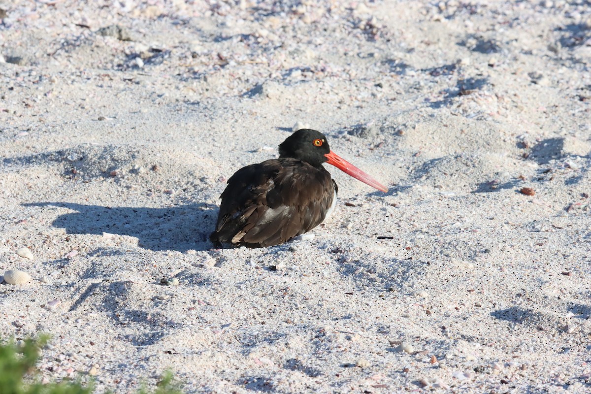 Amerika Poyrazkuşu - ML645921880