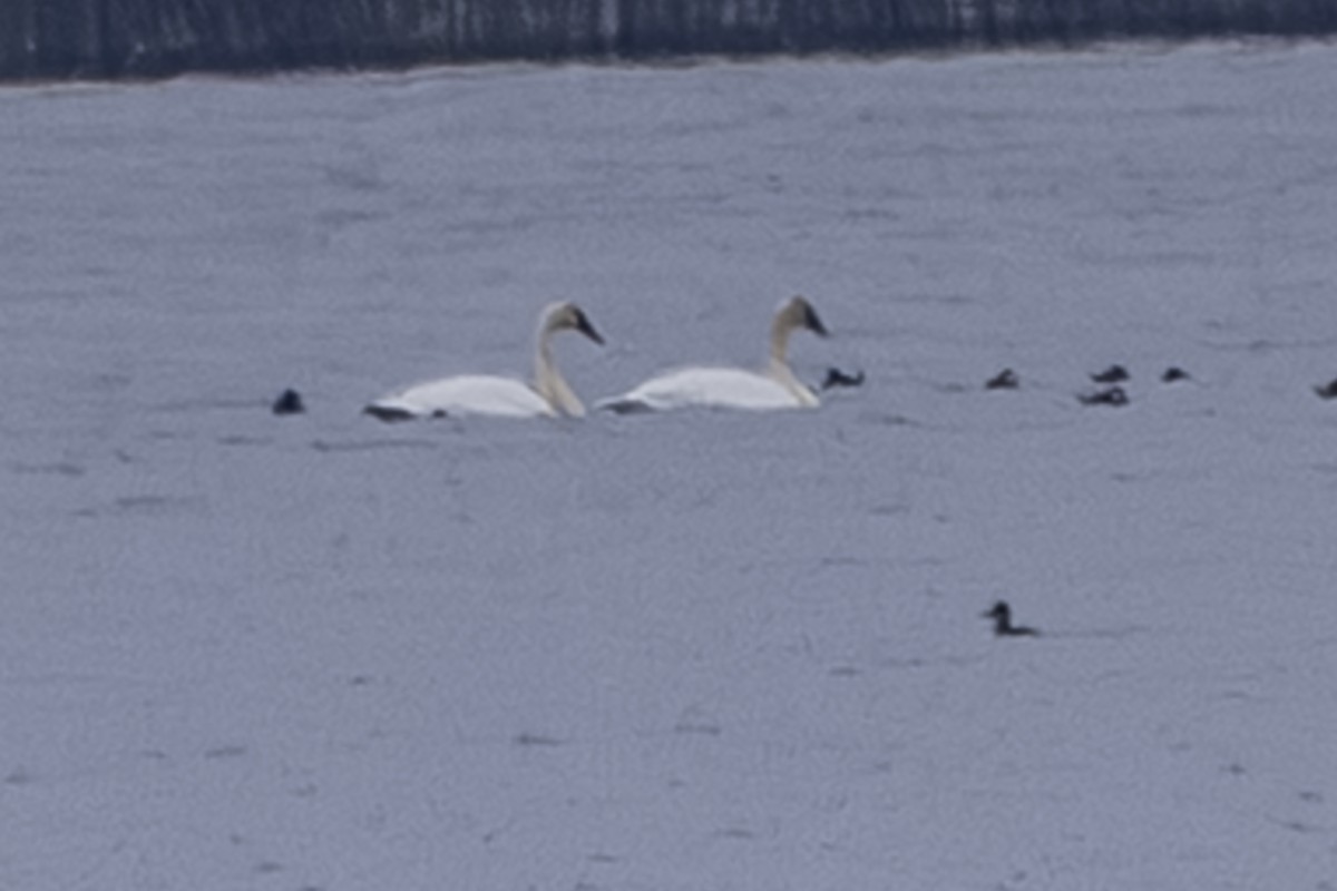 Borazancı/Küçük Kuğu - ML645921881