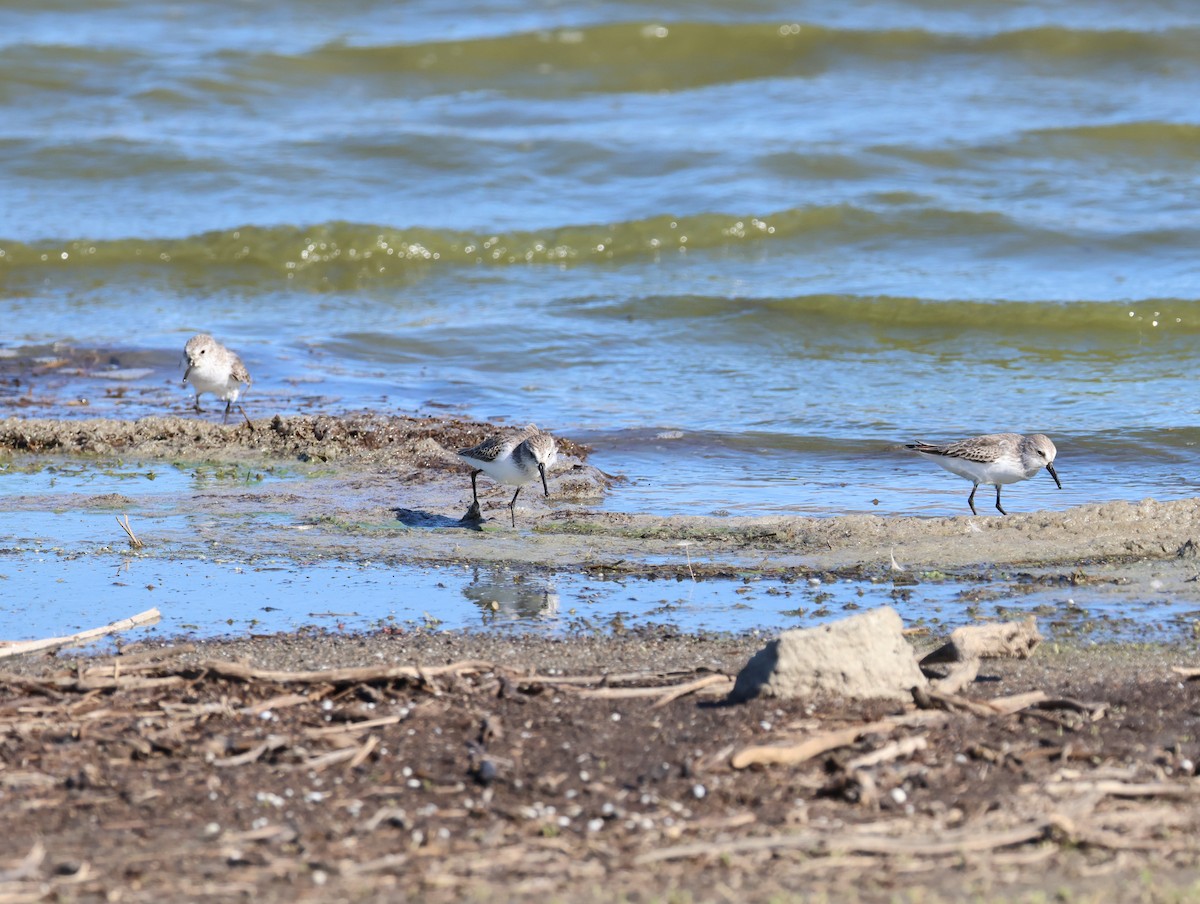 Alaska Kumkuşu - ML645921882