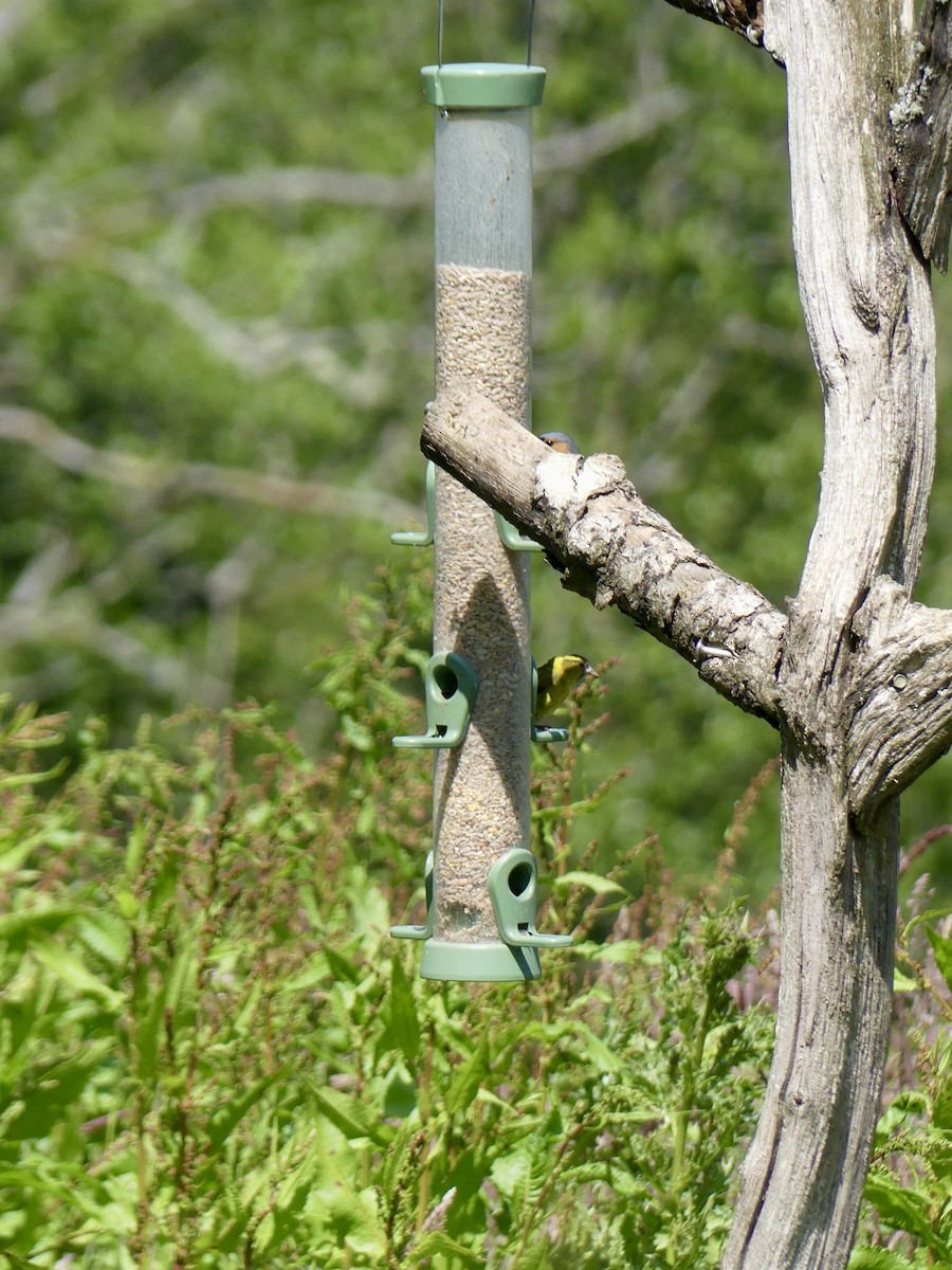 Kara Başlı İskete - ML645921883