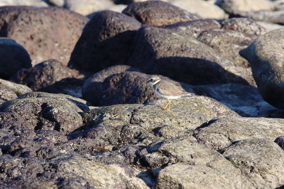 Perdeli Cılıbıt - ML645921885