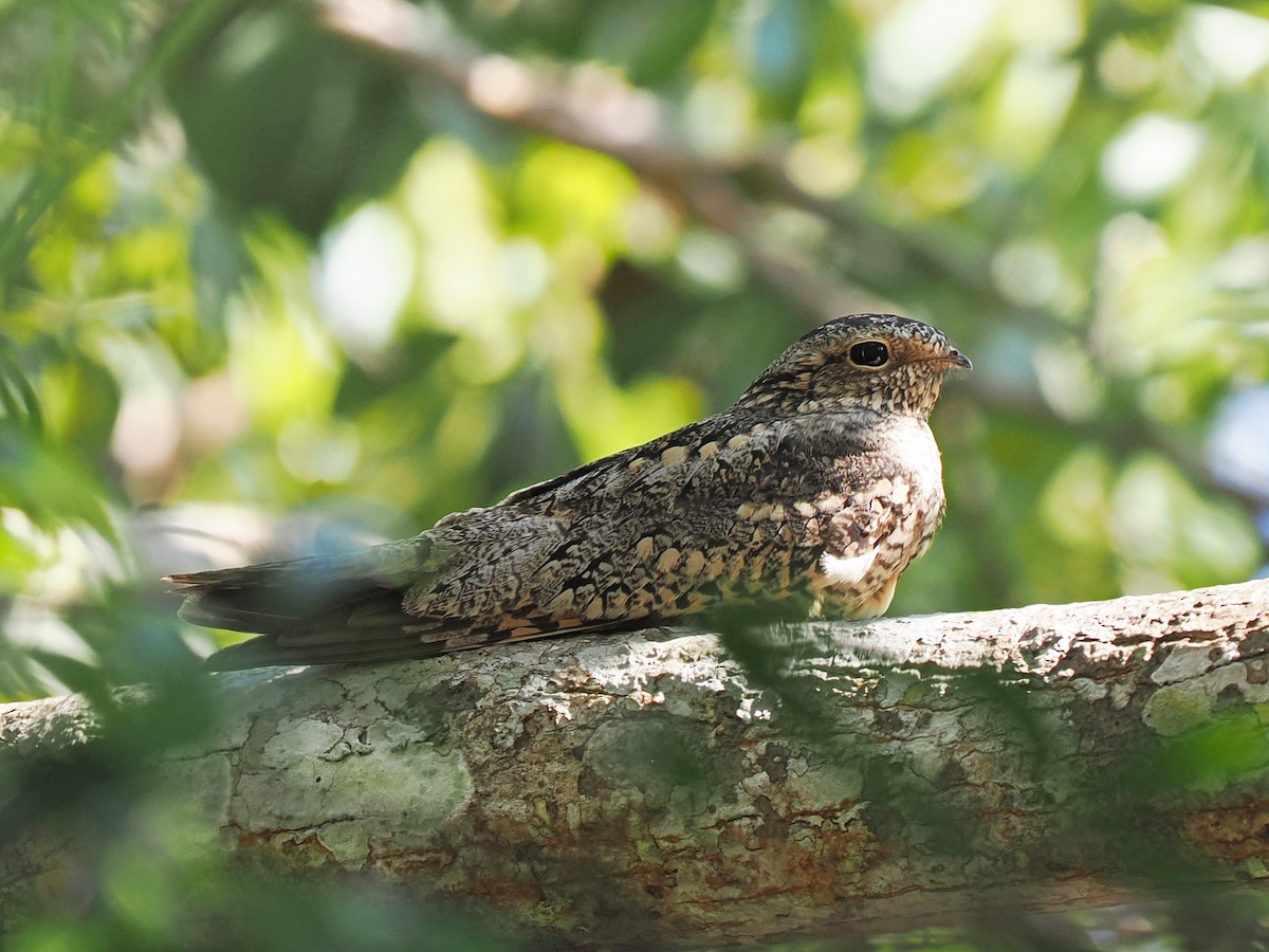 Lesser Nighthawk - ML645921888