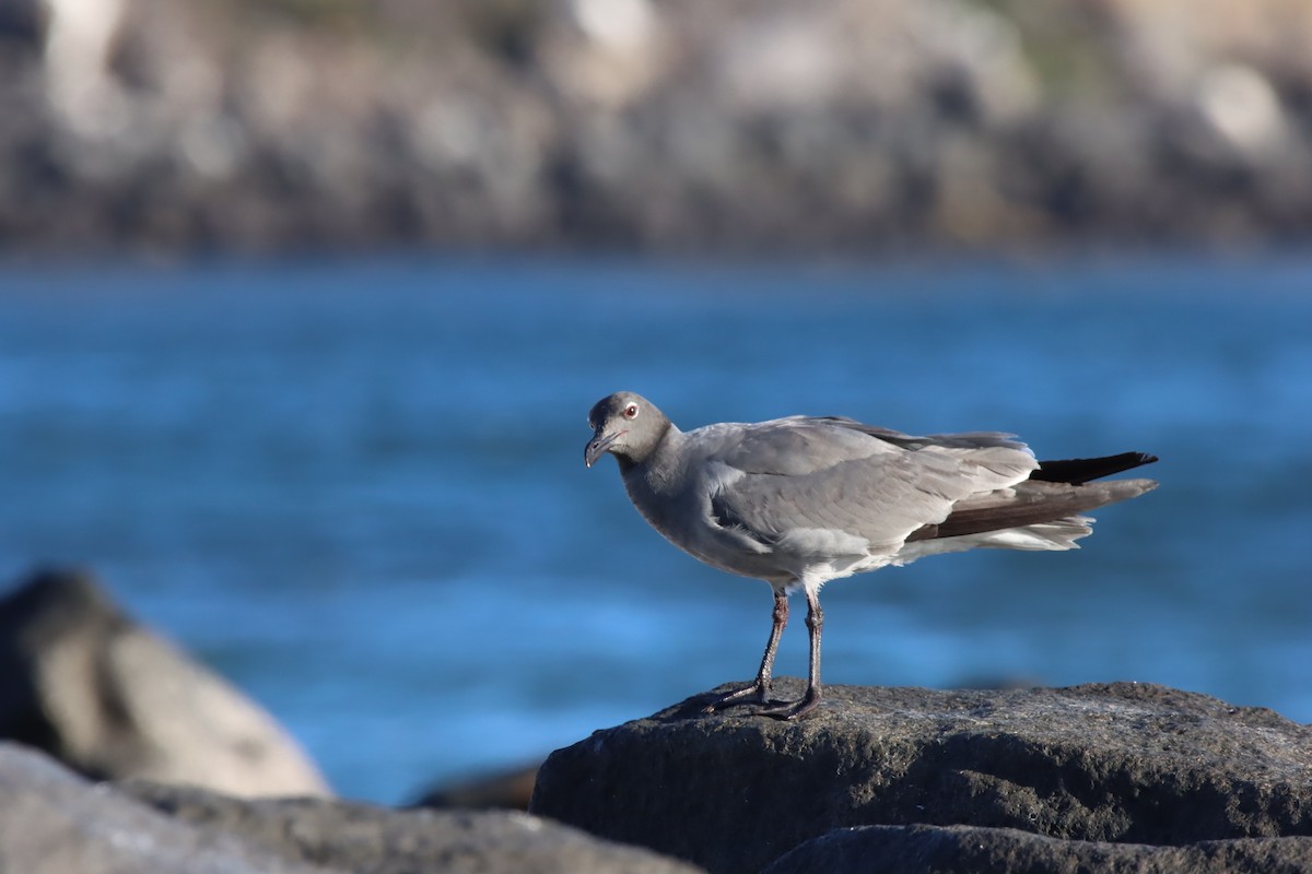 Lav Martısı - ML645921889