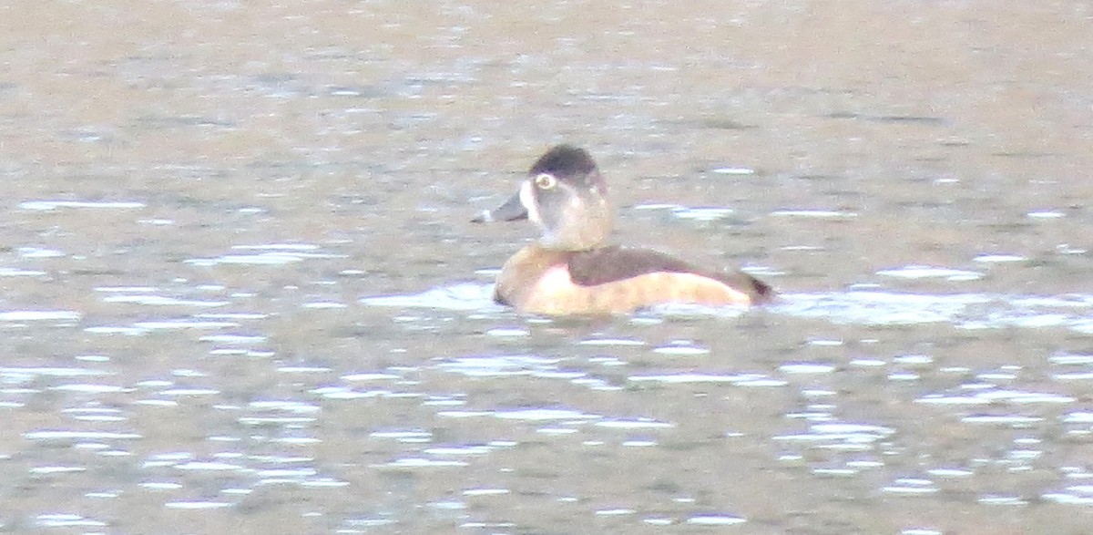 Halkalı Patka - ML645921891