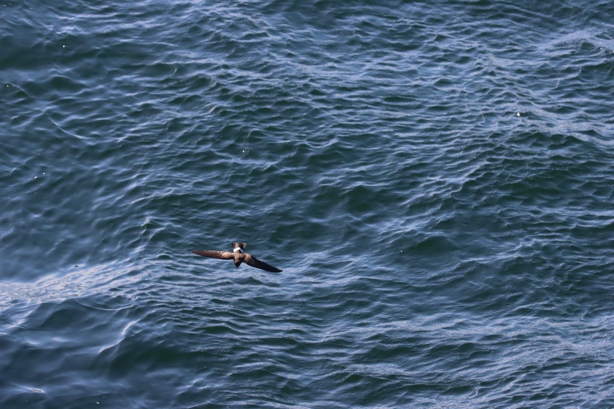 Elliot Fırtınakırlangıcı - ML645921892