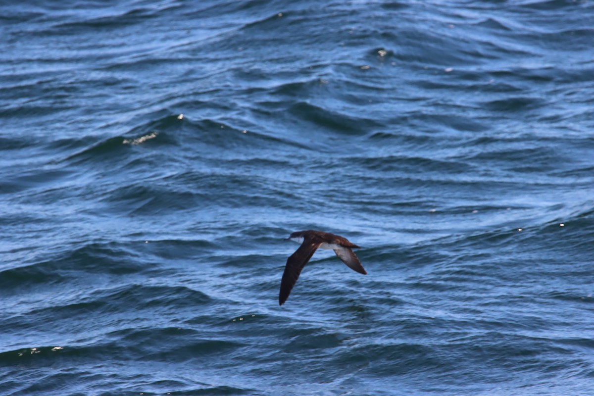 Galapagos Yelkovanı - ML645921893