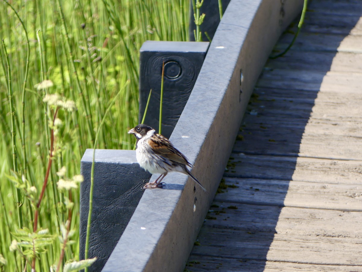 Bataklık Çintesi - ML645921894