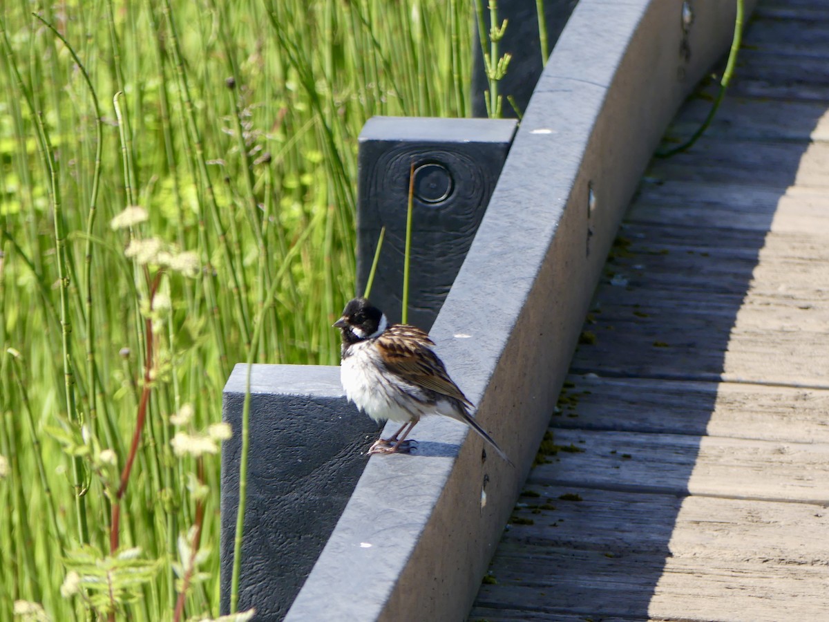 Bataklık Çintesi - ML645921895