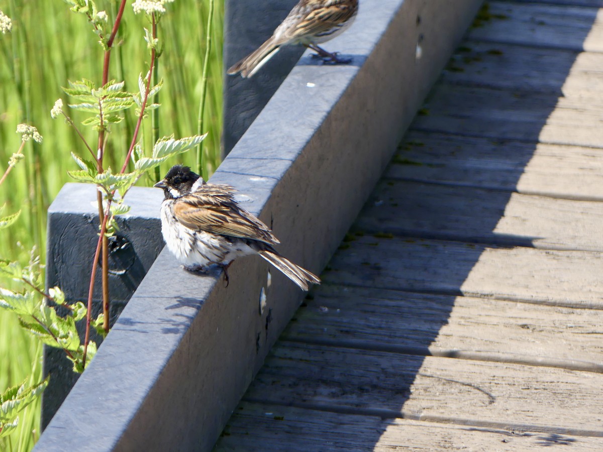 Bataklık Çintesi - ML645921896