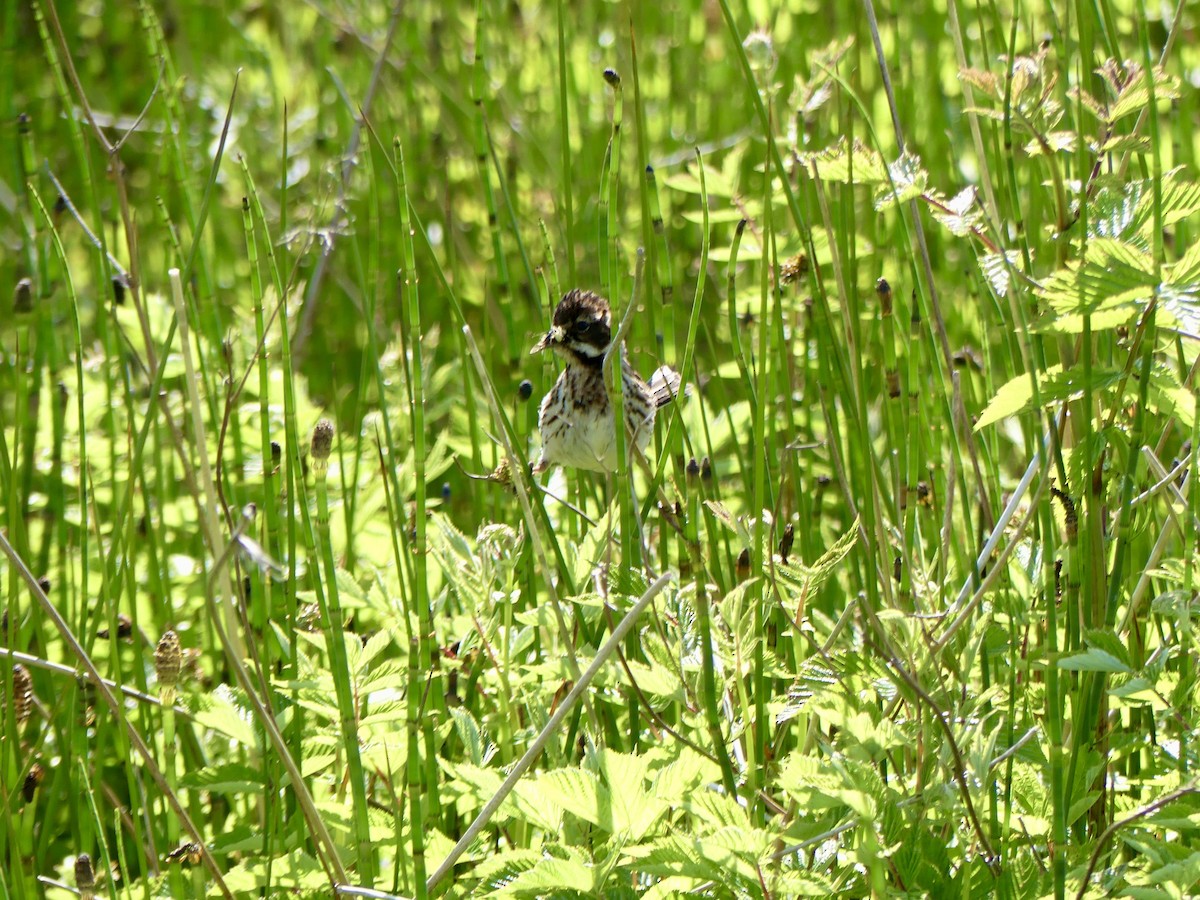 Bataklık Çintesi - ML645921897