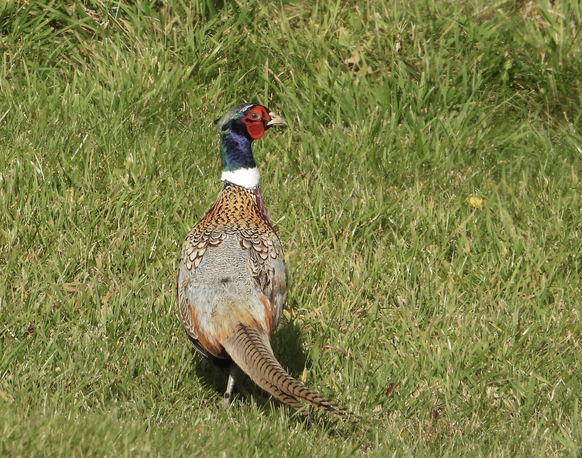 Sülün - ML645921898