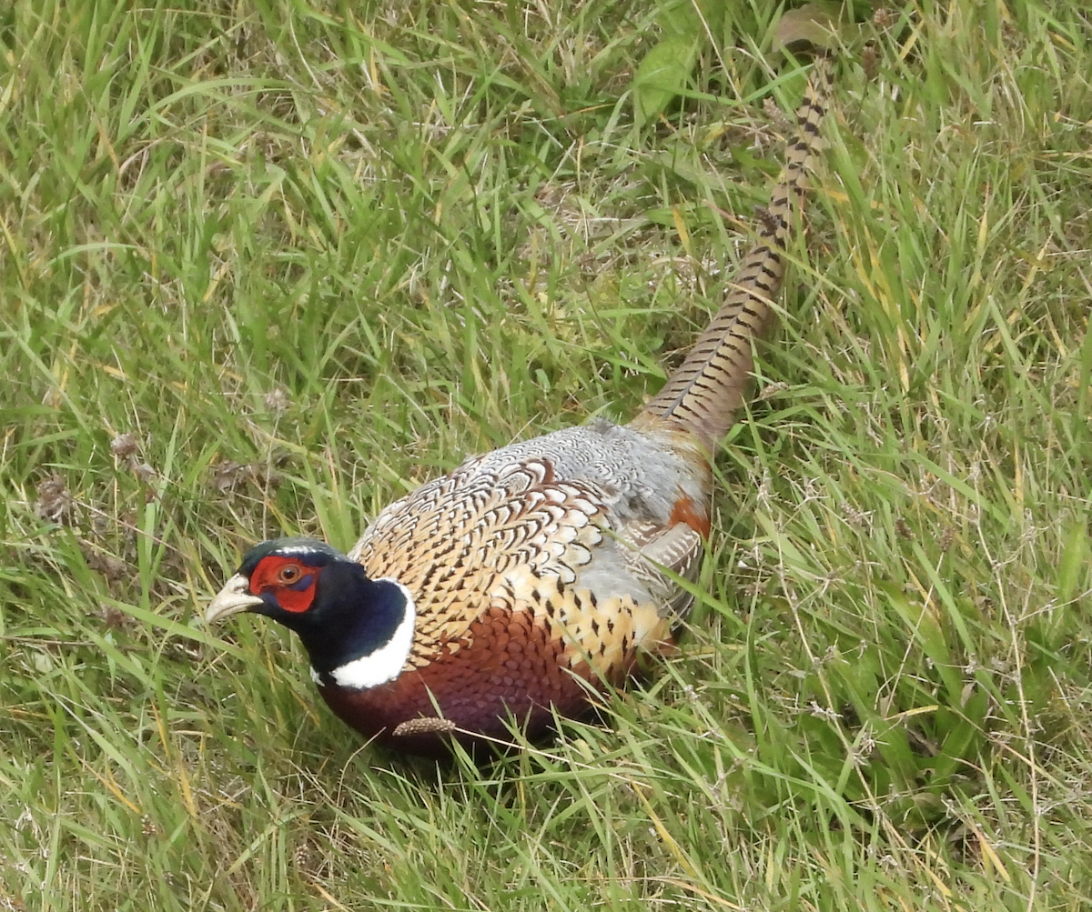 Sülün - ML645921899