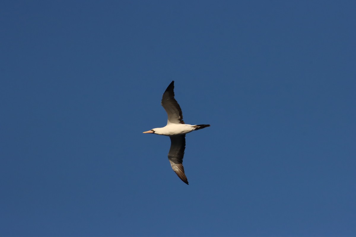 Nazka Sümsüğü - ML645921900