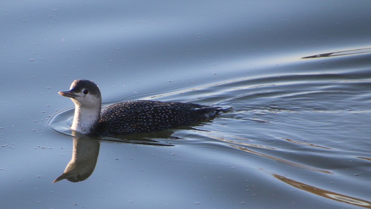 Kızıl Gerdanlı Dalgıç - ML645921905