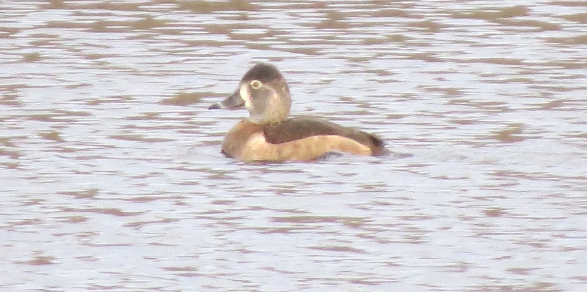 Halkalı Patka - ML645921906