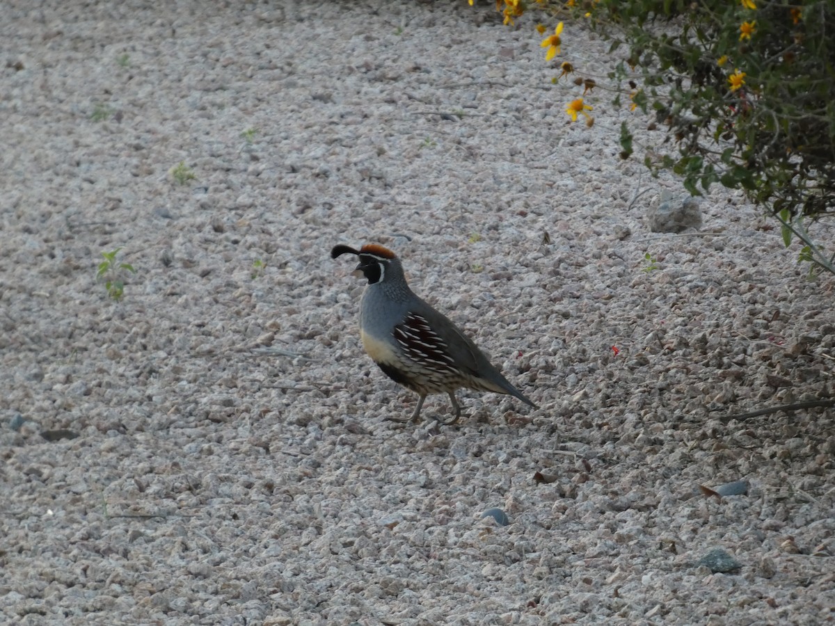 Gambel Kolini - ML645921907