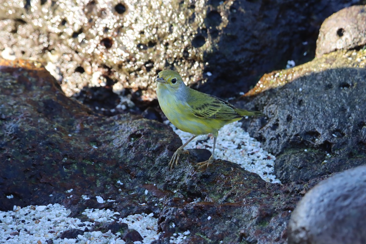 Mangrov Sarı Ötleğeni (aureola) - ML645921909