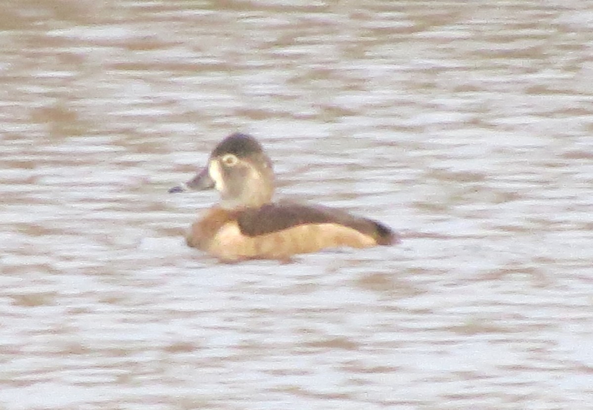 Halkalı Patka - ML645921910