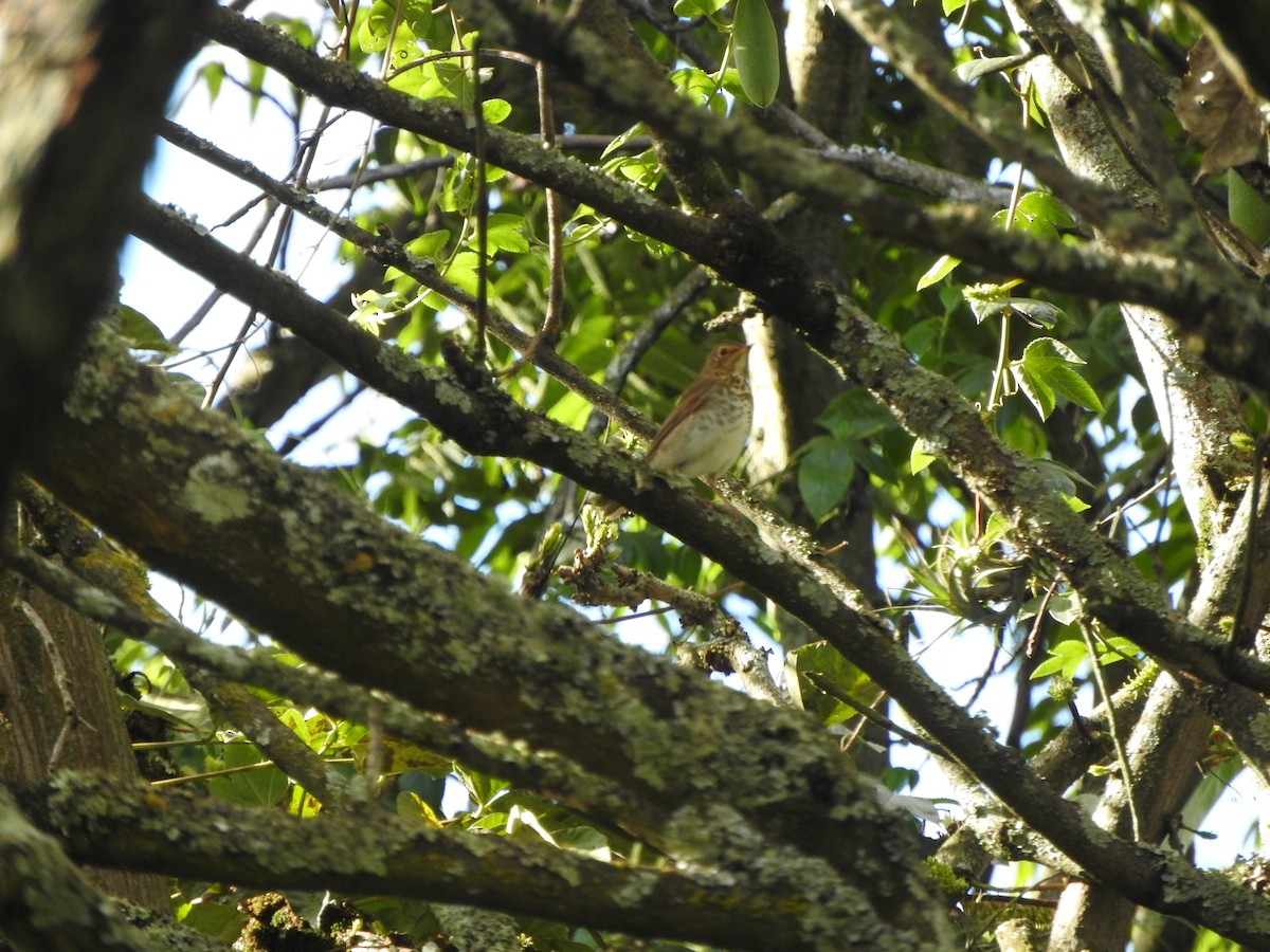 Swainson's Thrush - ML645921916