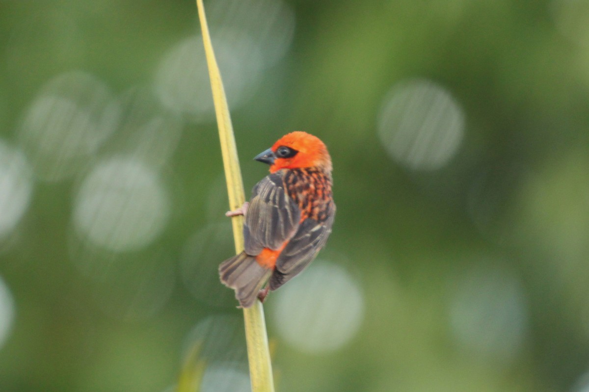 Красный фуди - ML645921937