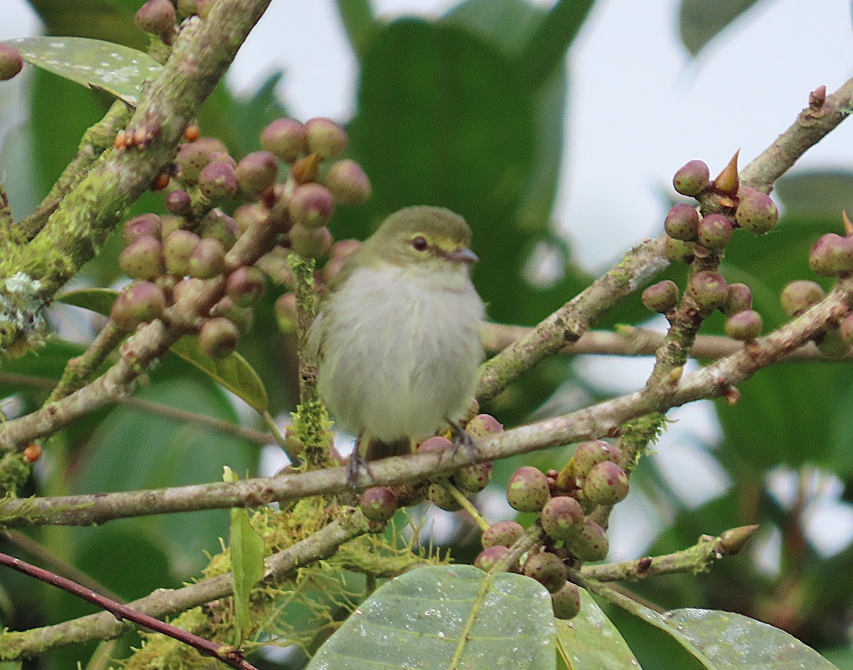 Choco Tyrannulet - ML645921948