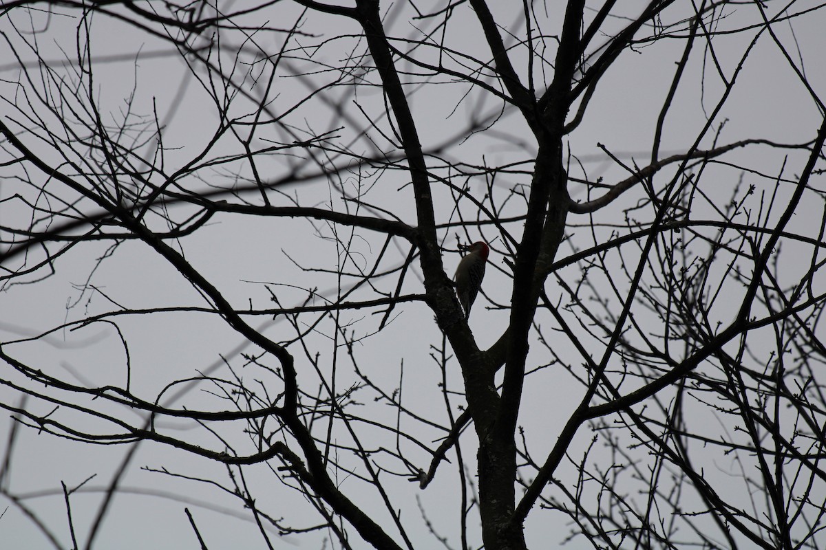 Carolinaspecht - ML645921959