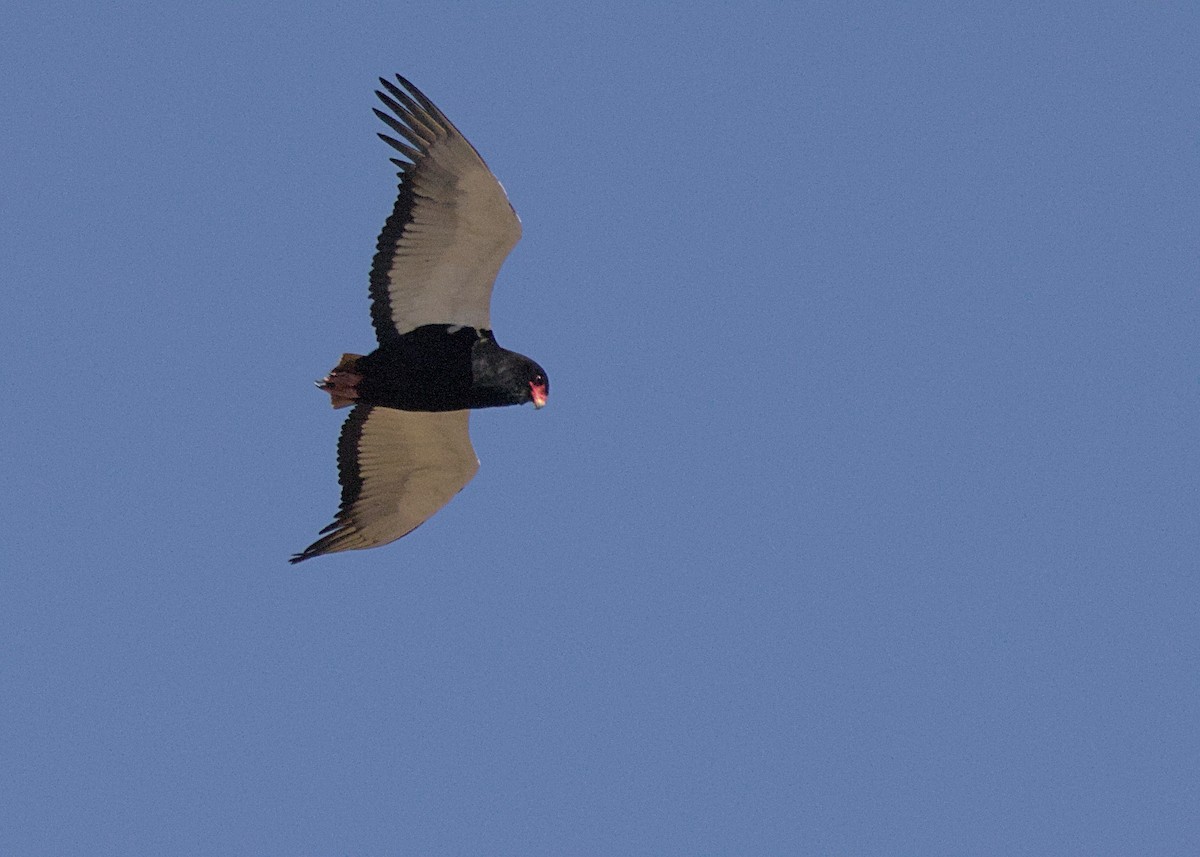 Bateleur - ML645921961