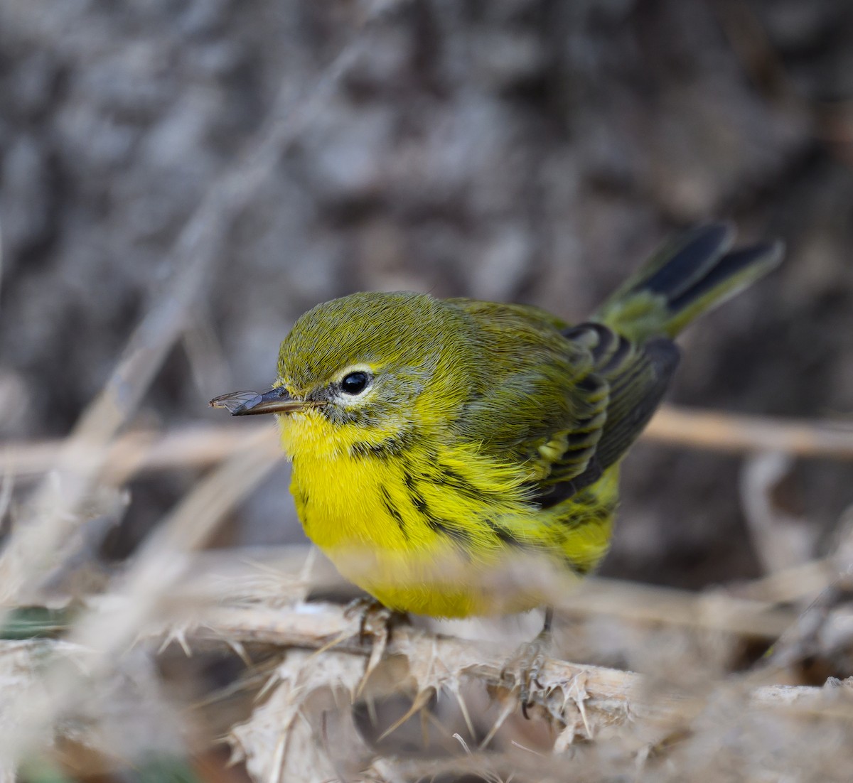 Prairie Warbler - ML645921974