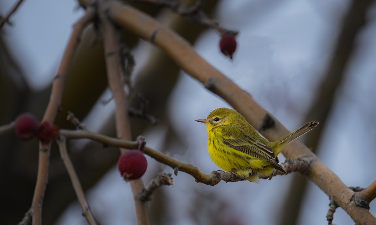 Prairie Warbler - ML645921975