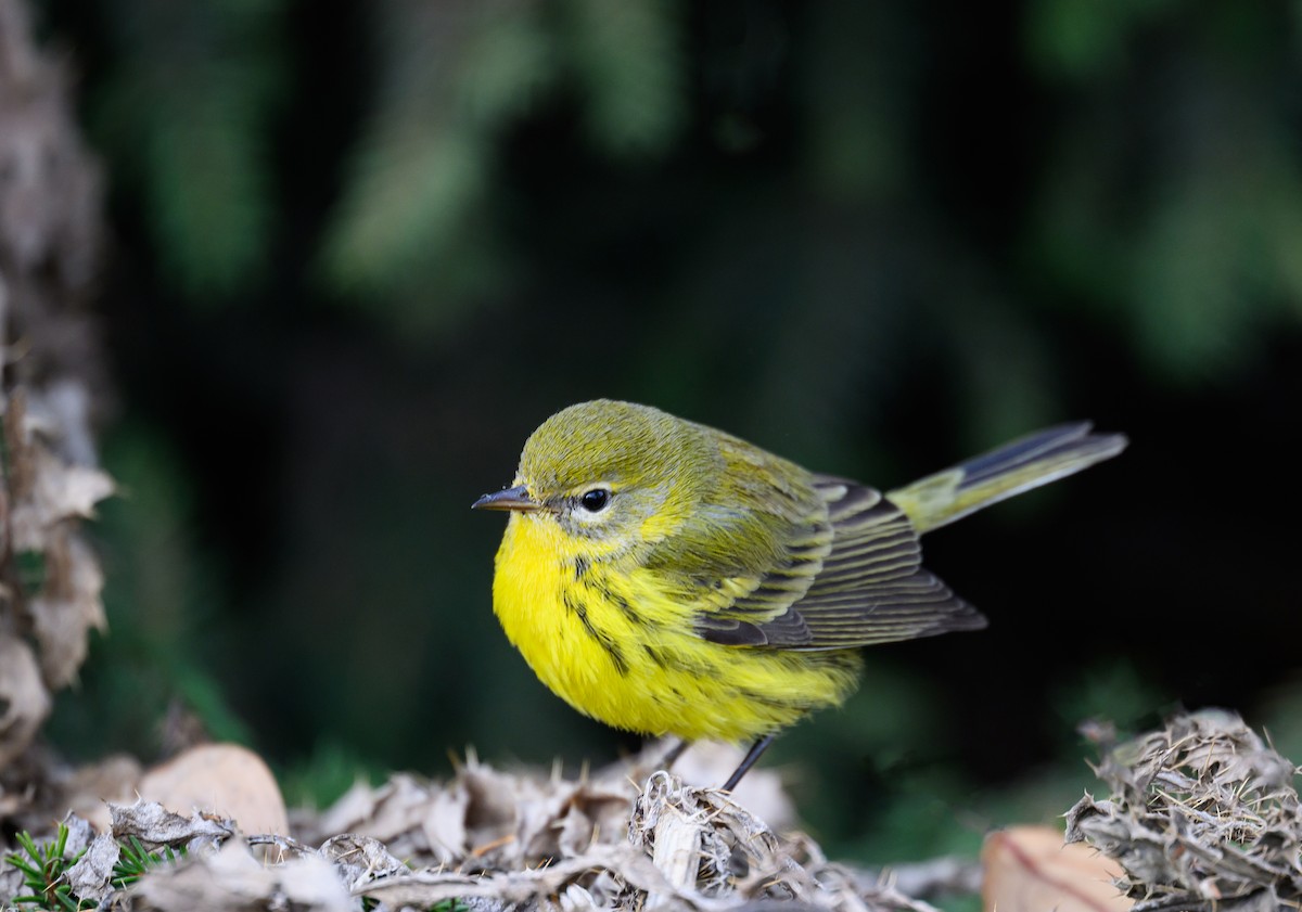 Prairie Warbler - ML645921980