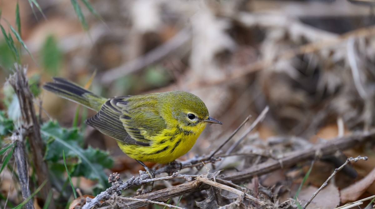 Prairie Warbler - ML645921981