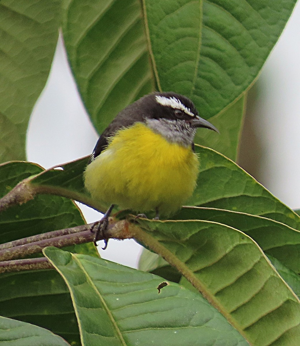 Bananaquit - ML645921989