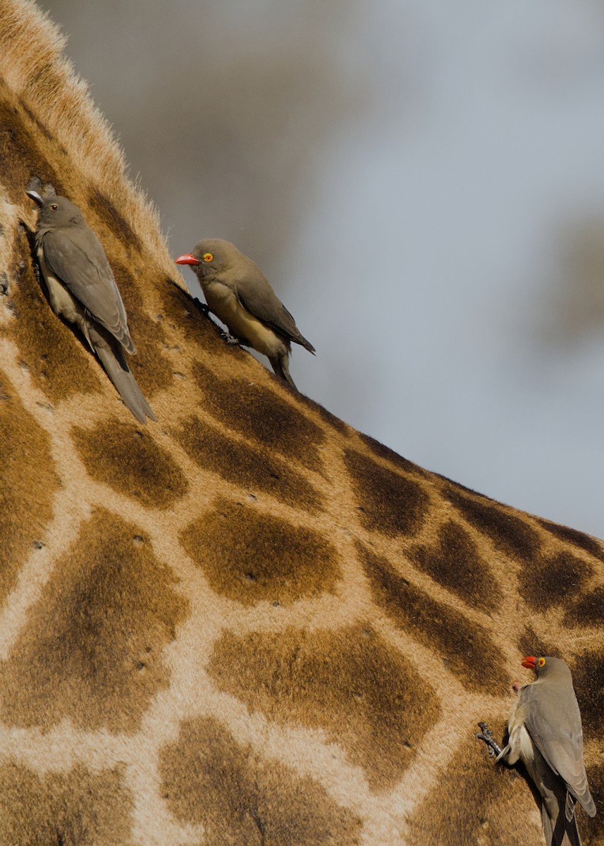 Red-billed Oxpecker - ML645922008