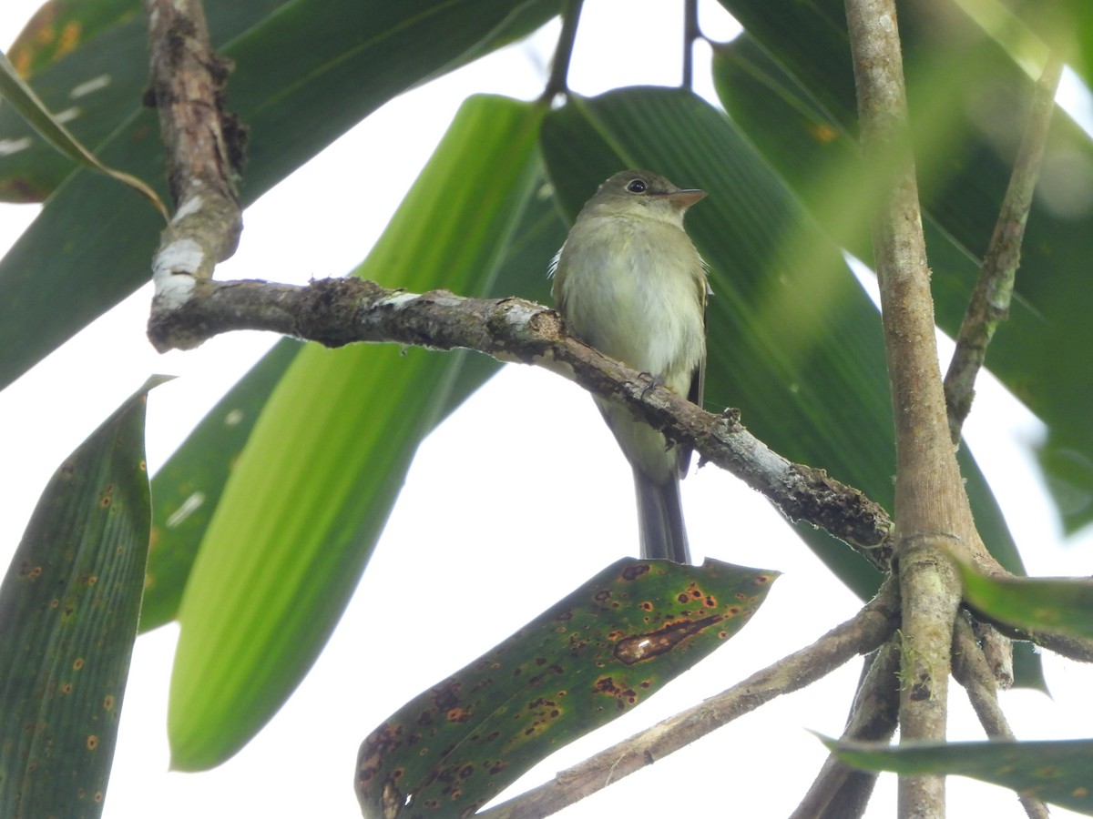 Acadian Flycatcher - ML645922033