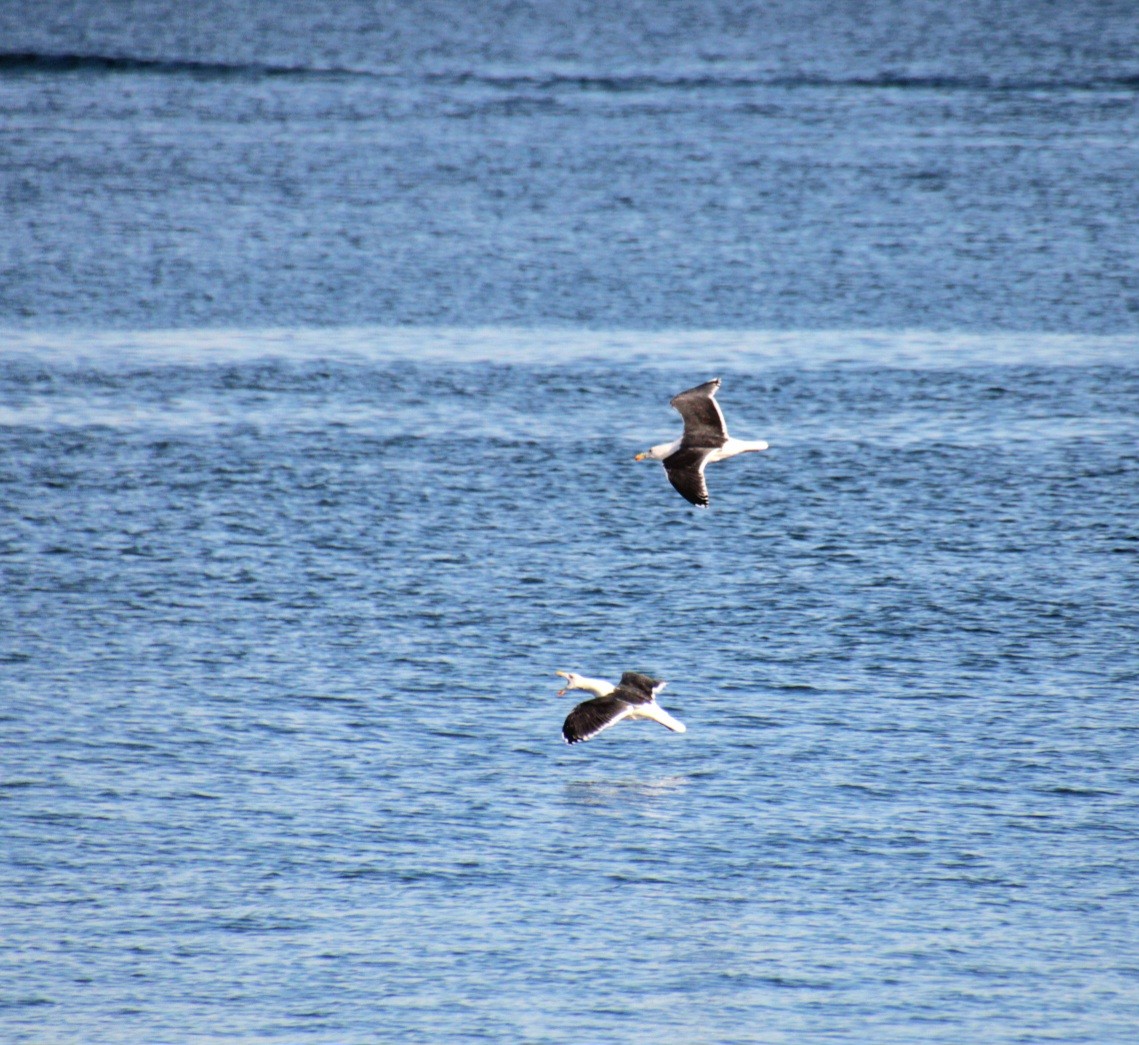 Büyük Kara Sırtlı Martı - ML645922034