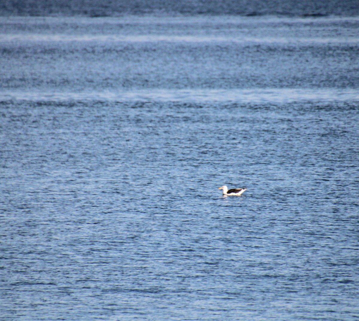 Büyük Kara Sırtlı Martı - ML645922035