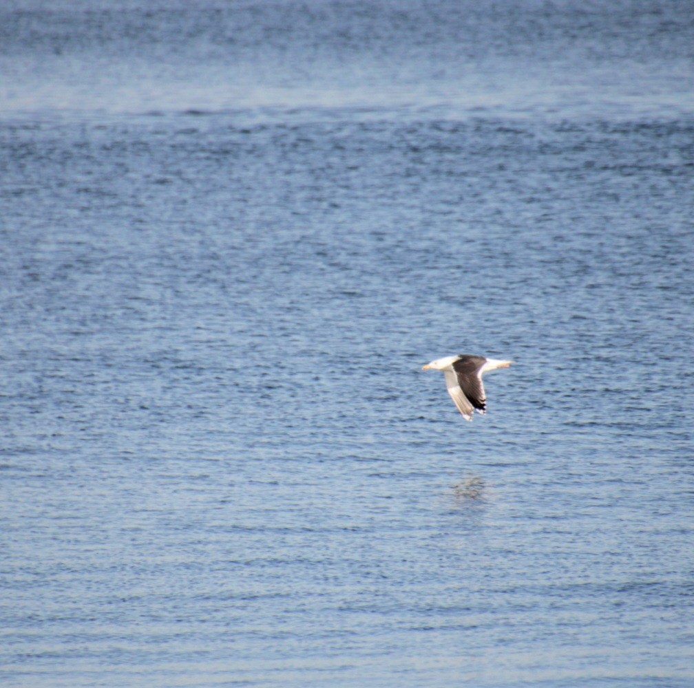 Büyük Kara Sırtlı Martı - ML645922036