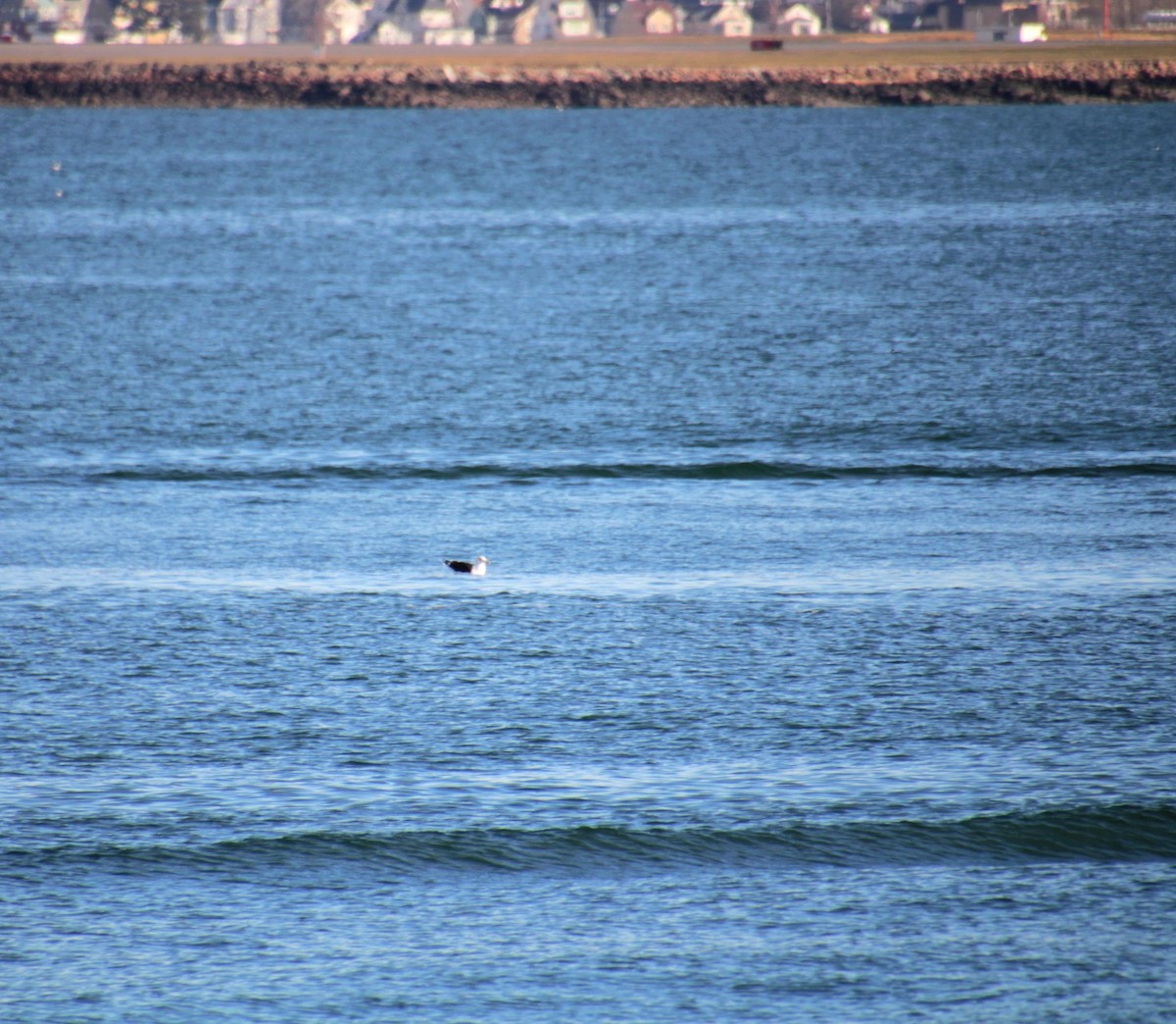 Büyük Kara Sırtlı Martı - ML645922037