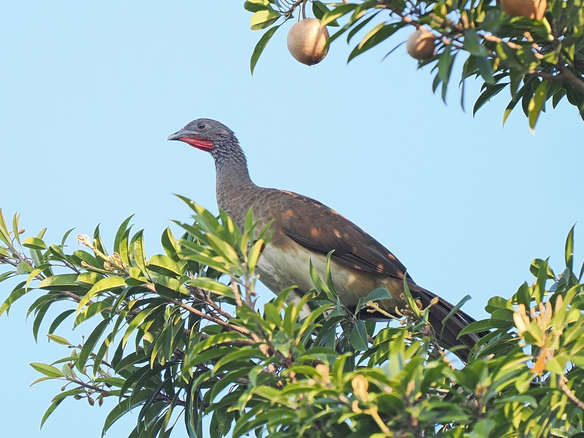White-bellied Chachalaca - ML645922063