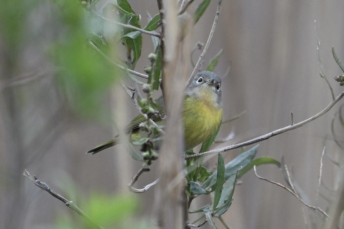 lesňáček rezavokorunkatý - ML645922080