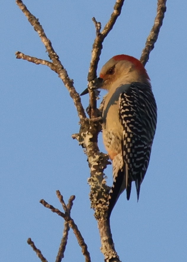 Carolinaspecht - ML645922083