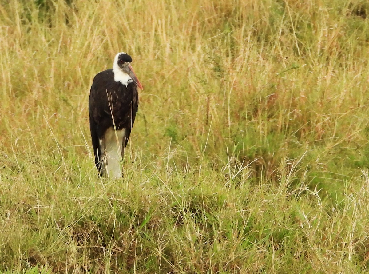 African Woolly-necked Stork - ML645922090