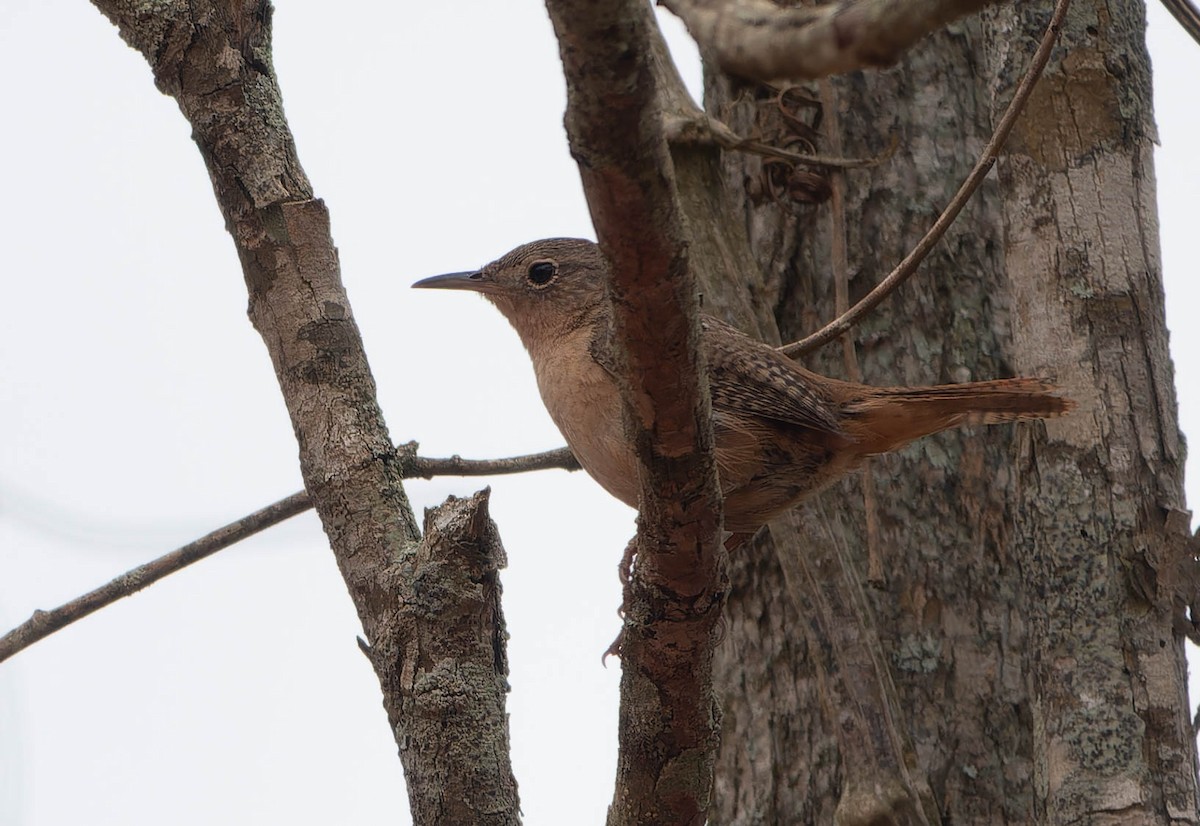 Southern House Wren - ML645922099