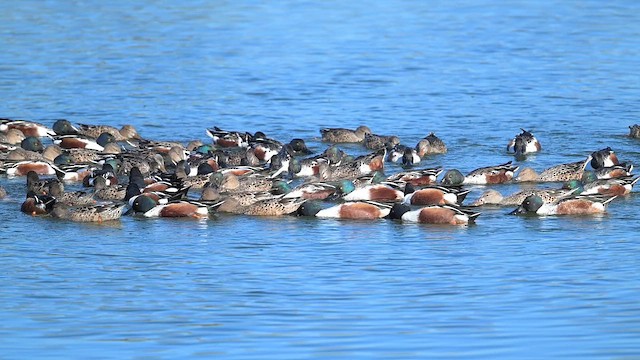 Northern Shoveler - ML645922100