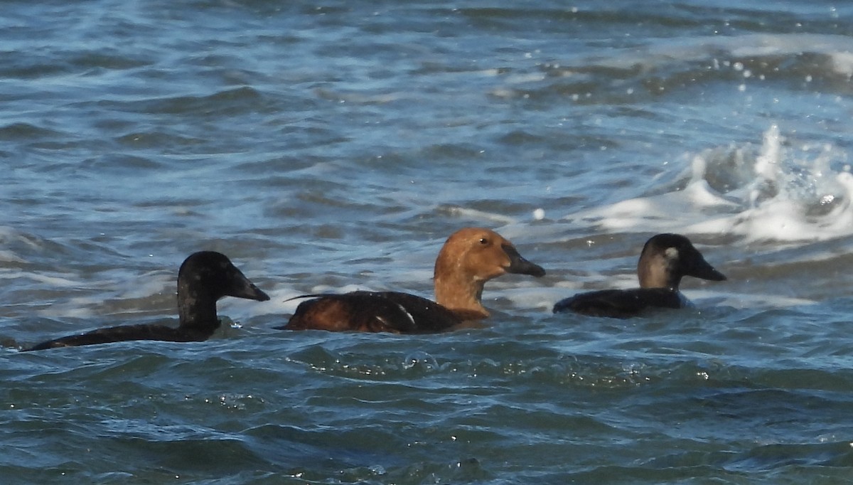 King Eider - ML645922105