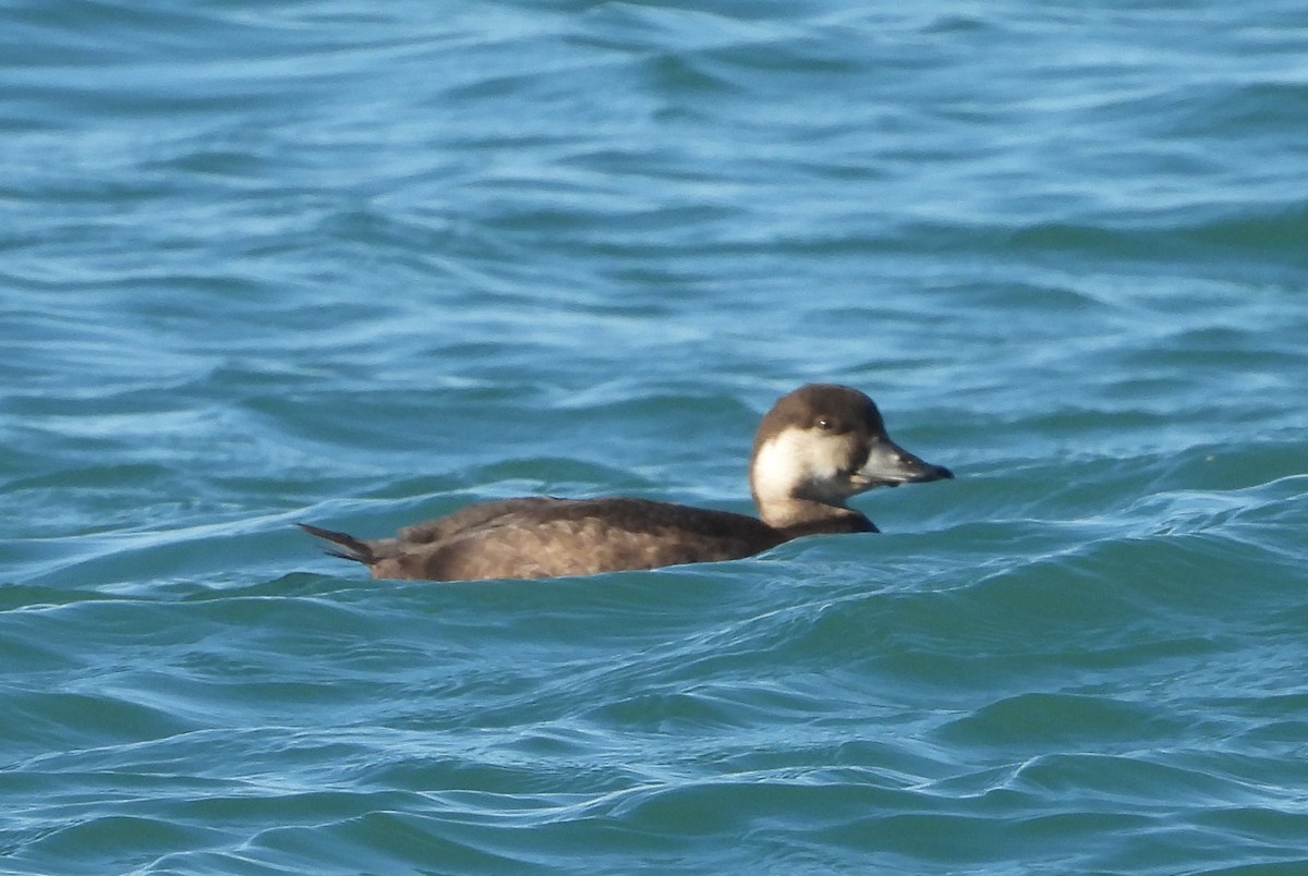 Black Scoter - ML645922113