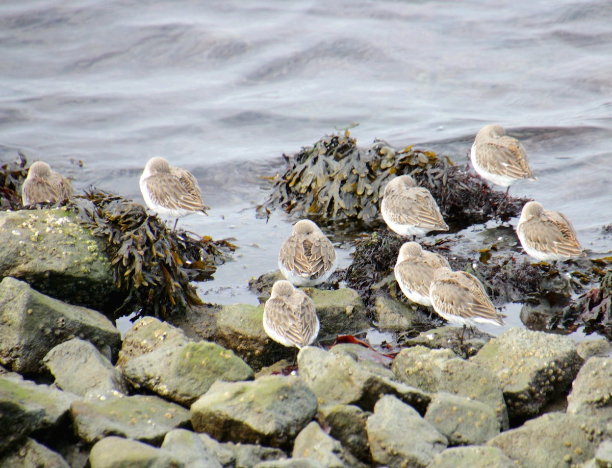 Dunlin - ML645922121